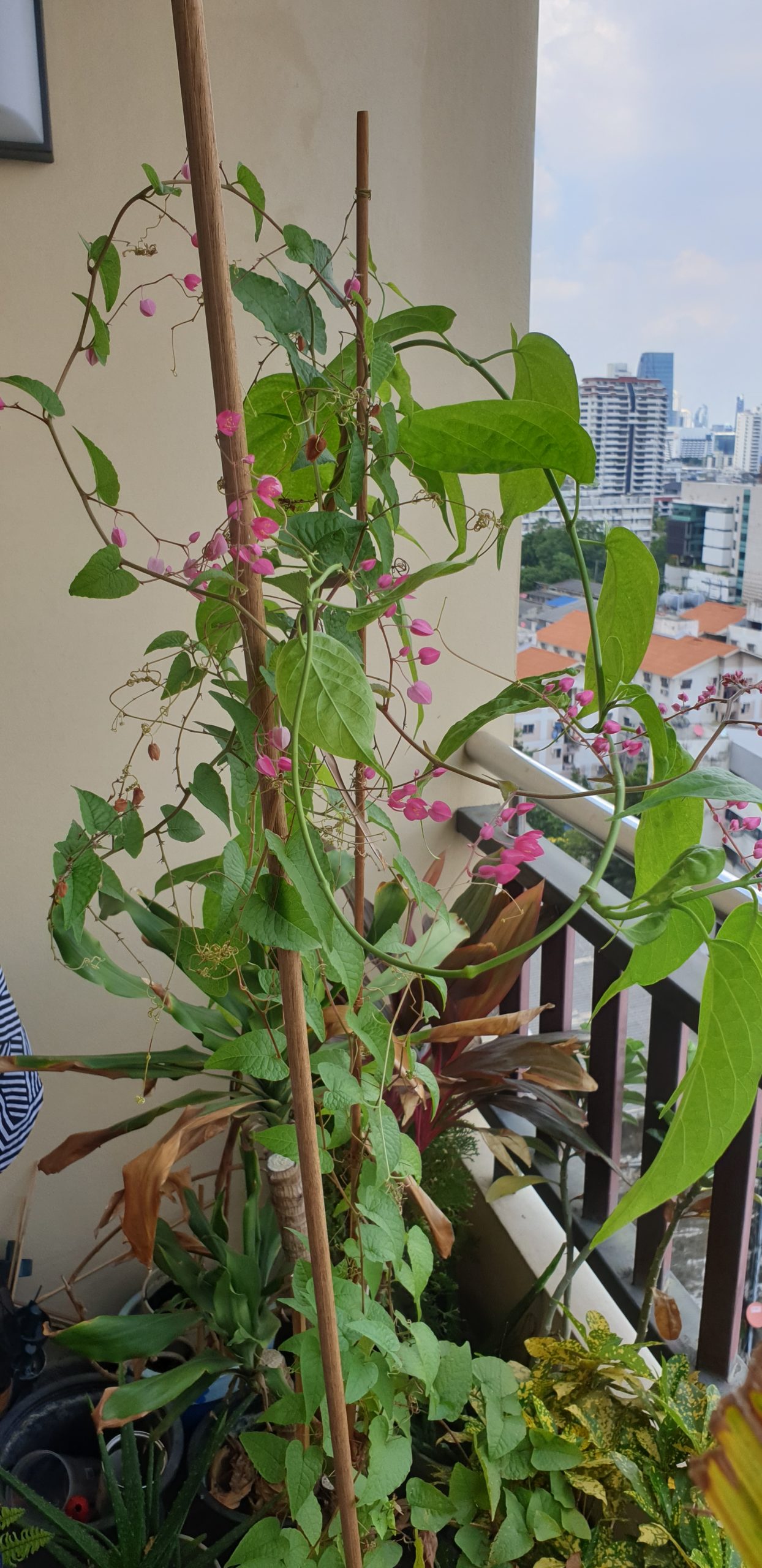 my garden 2