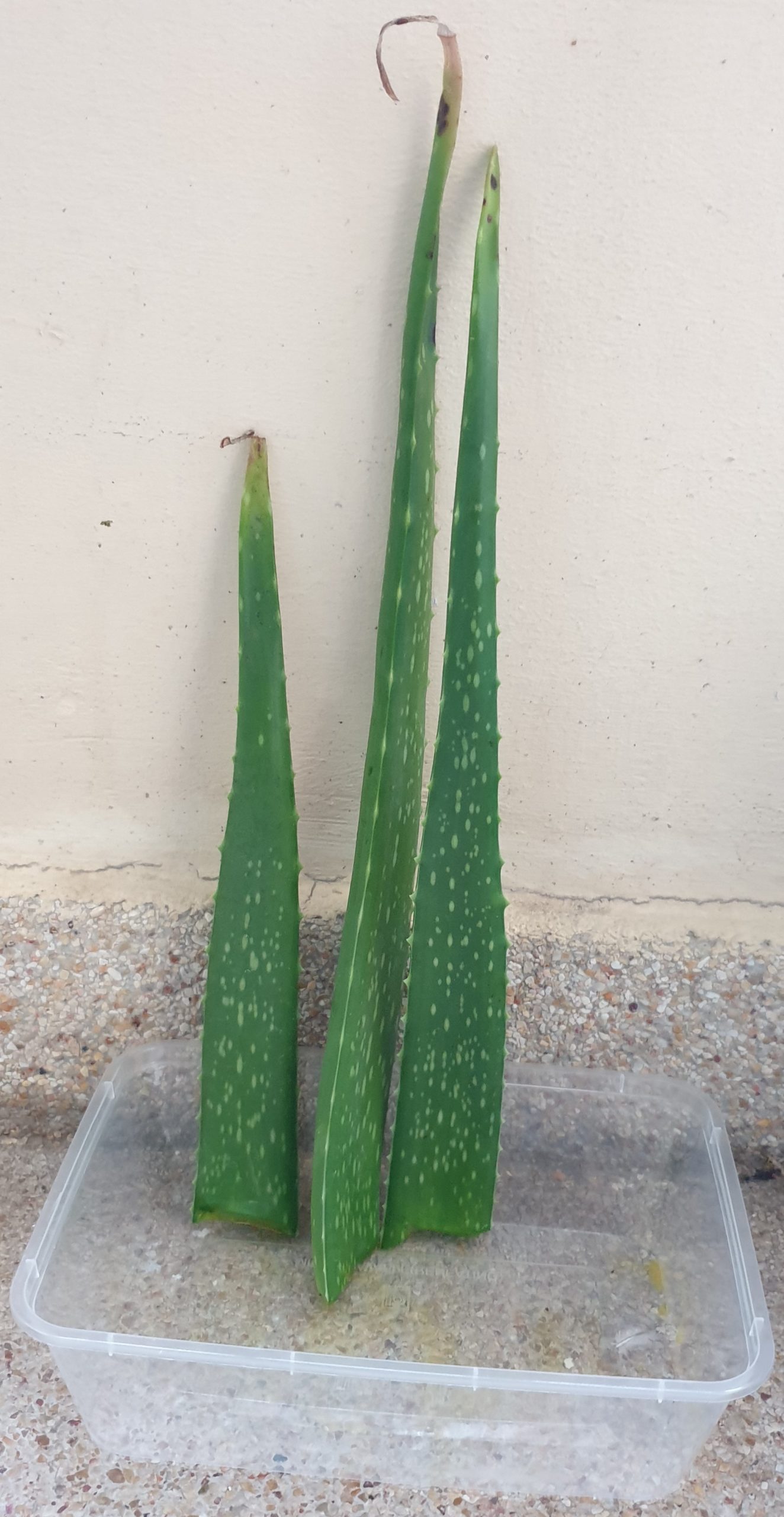Aloe Vera cuttings