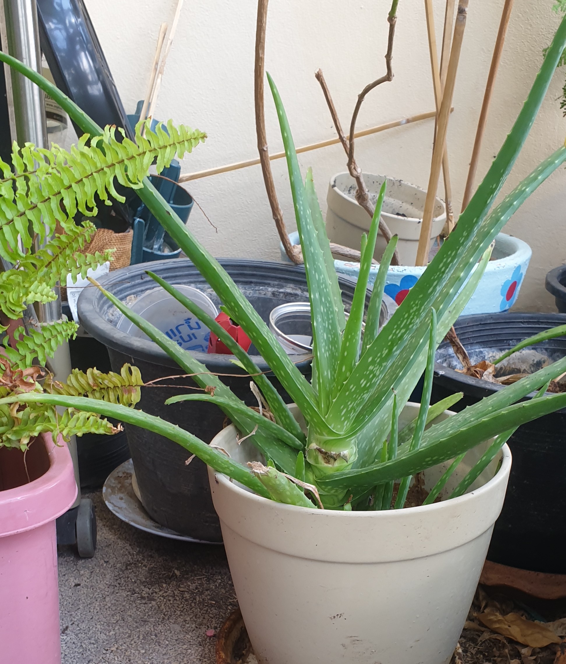 Aloe Vera plant