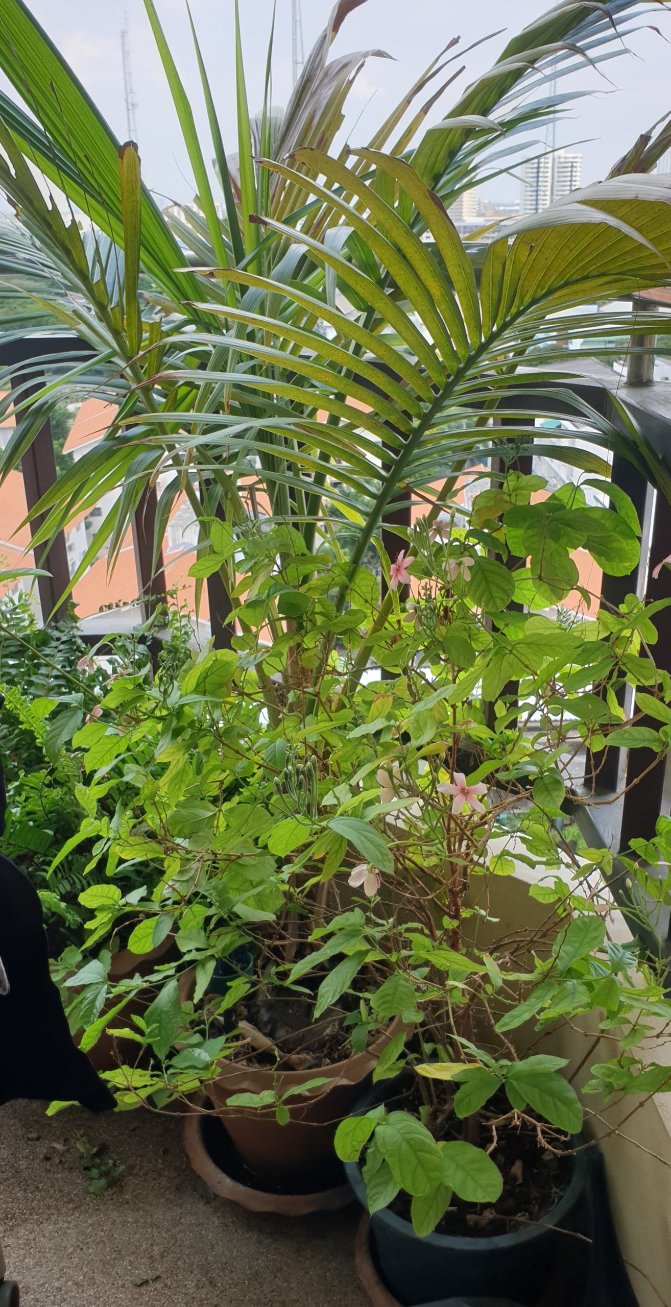 my garden 1