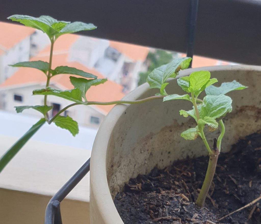 mint plant