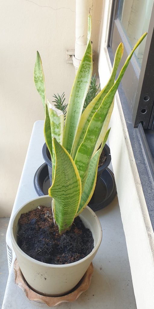 snake plant