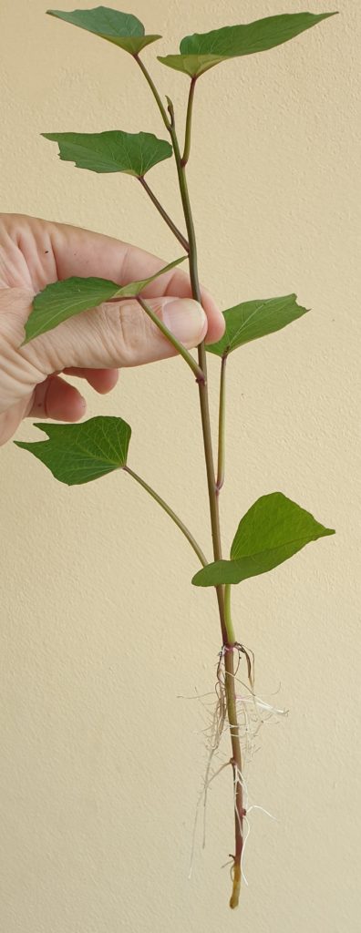 sweet potato cutting