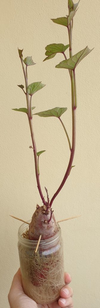 sweet potato growing cuttings