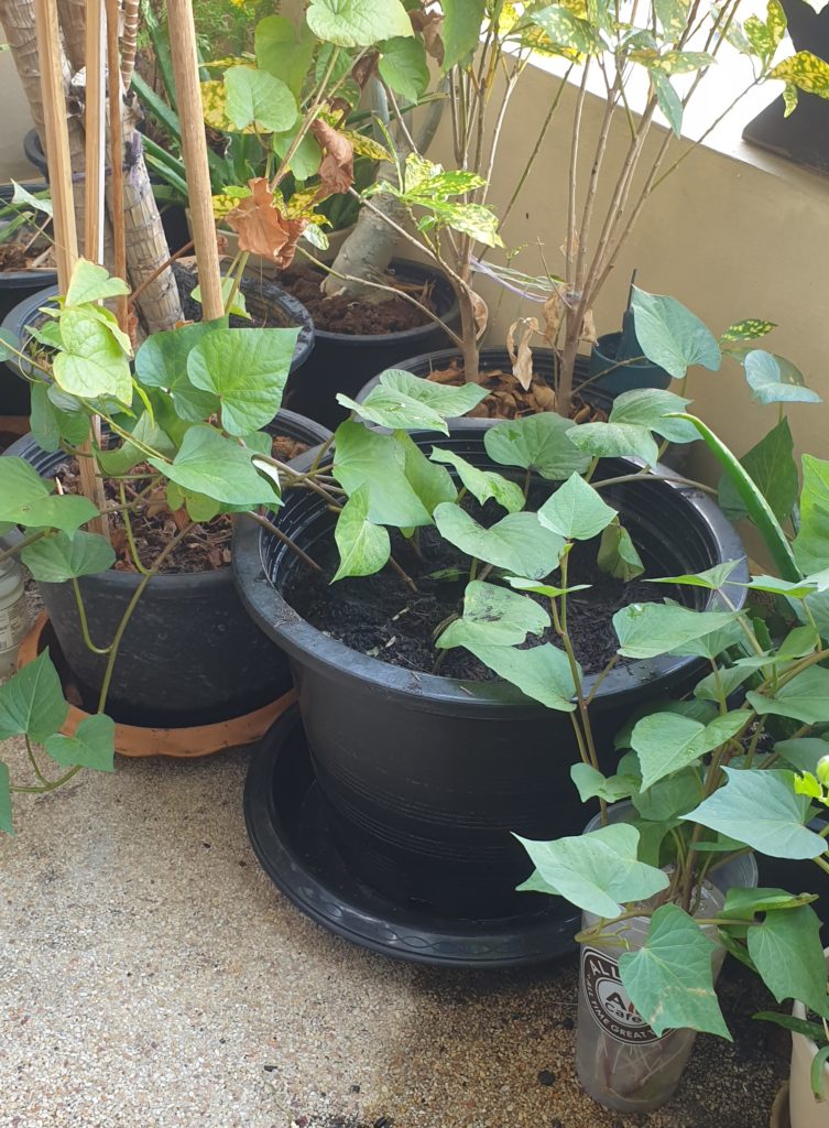 sweet potato plants